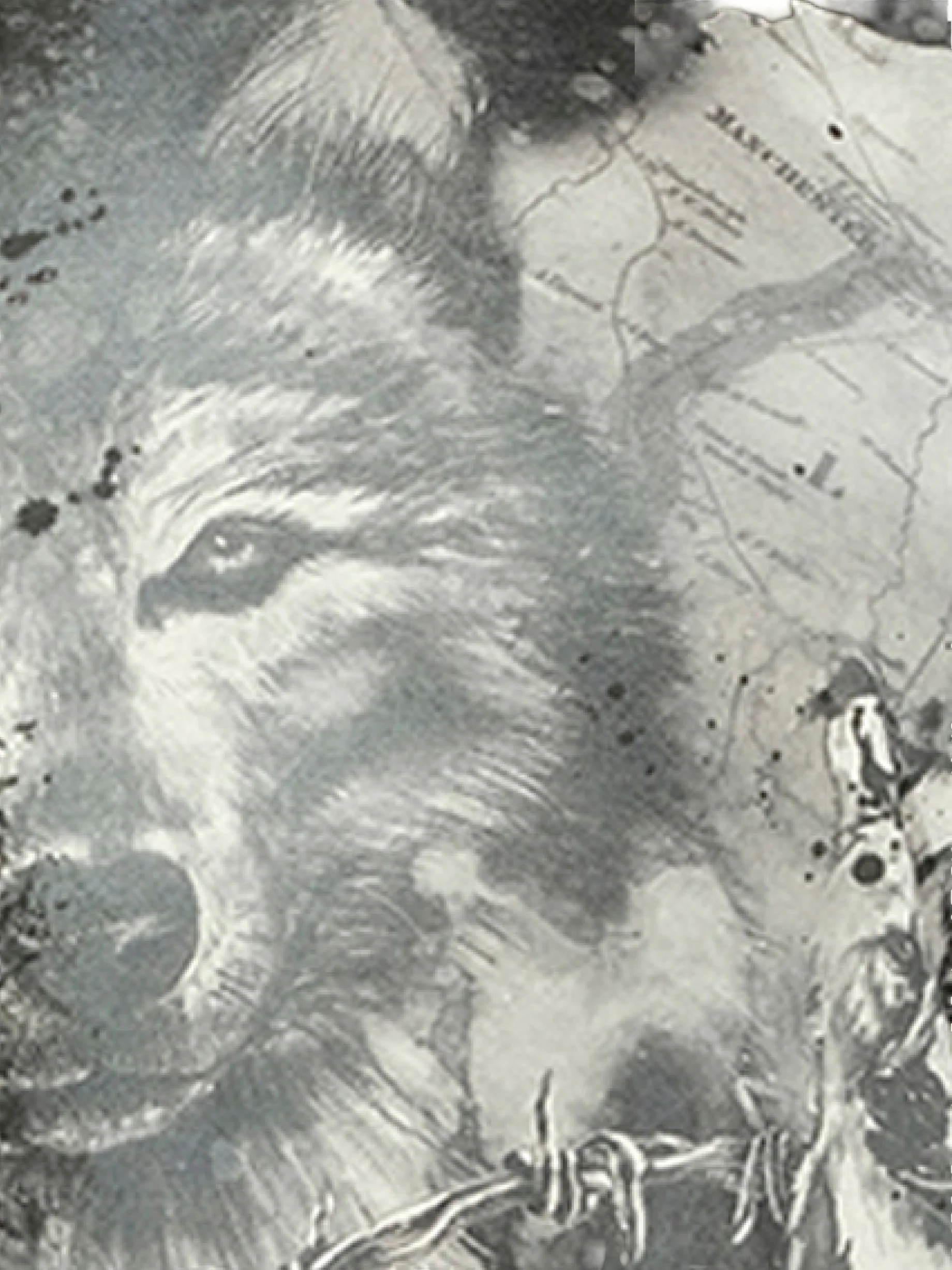 Wolf T-Shirt in Black - Image 2